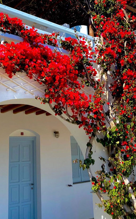 A red bougainvillea at Petali Village Hotel in Sifnos