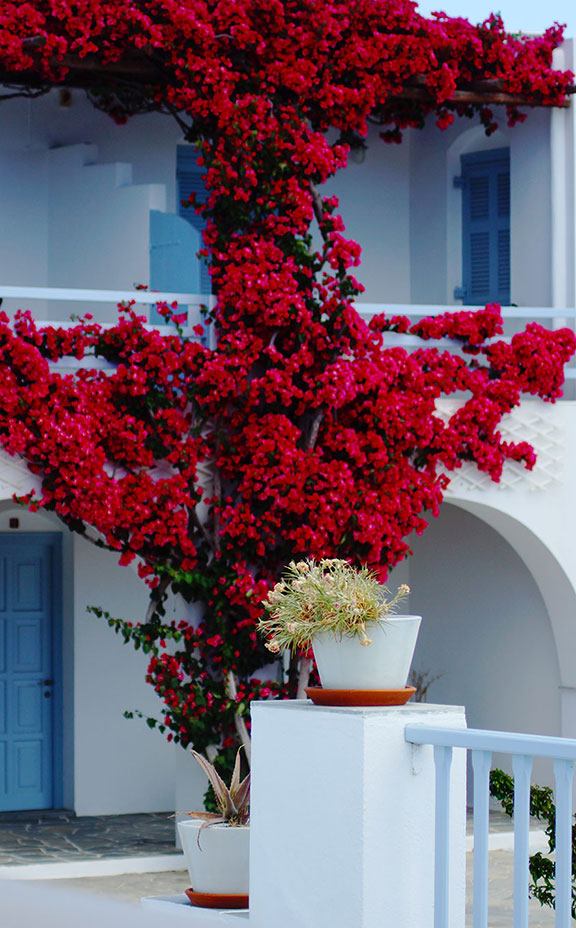 Bougainvillea and outdoor areas at Petali Village Hotel in Sifnos